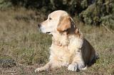 GOLDEN RETRIEVER 543